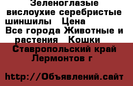 Зеленоглазые вислоухие серебристые шиншилы › Цена ­ 20 000 - Все города Животные и растения » Кошки   . Ставропольский край,Лермонтов г.